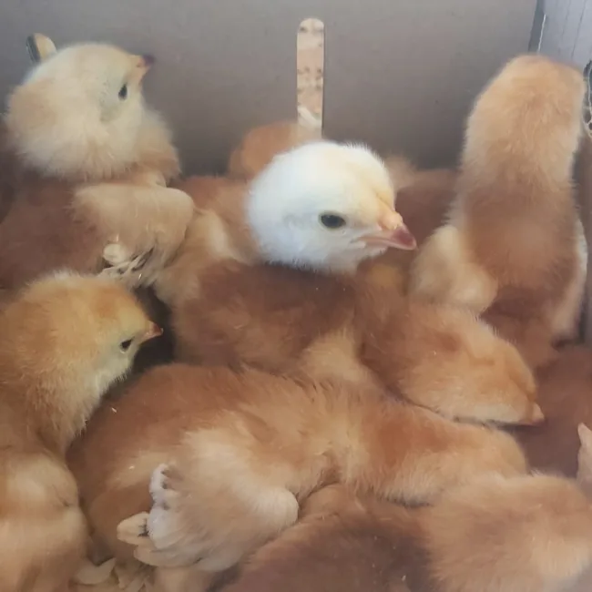 Get started with quality chicks and expert farming tips in Meyerton today.