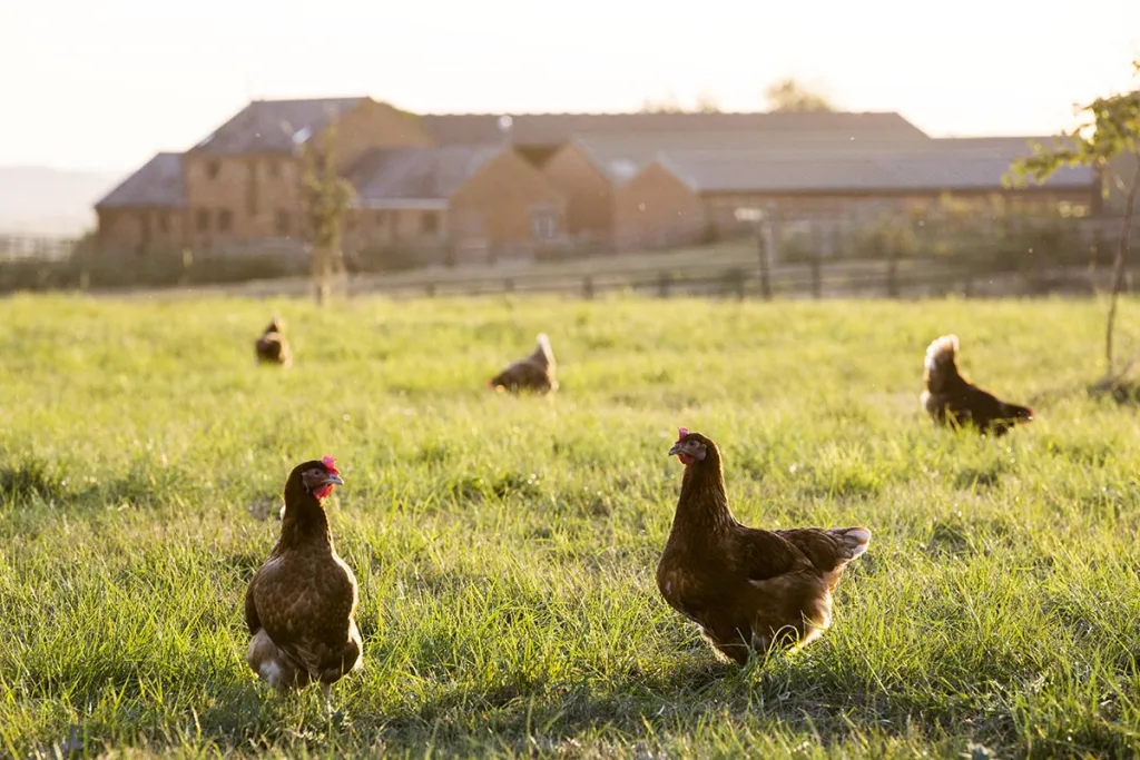 Experience superior quality chicks and expert farming advice in Meyerton.
