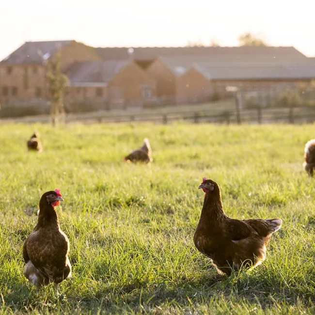 Experience superior quality chicks and expert farming advice in Meyerton.