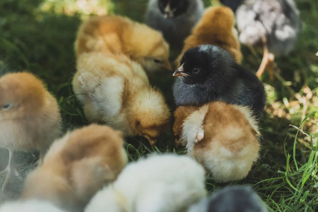 Get reliable quality chicks and expert farming advice in Meyerton.