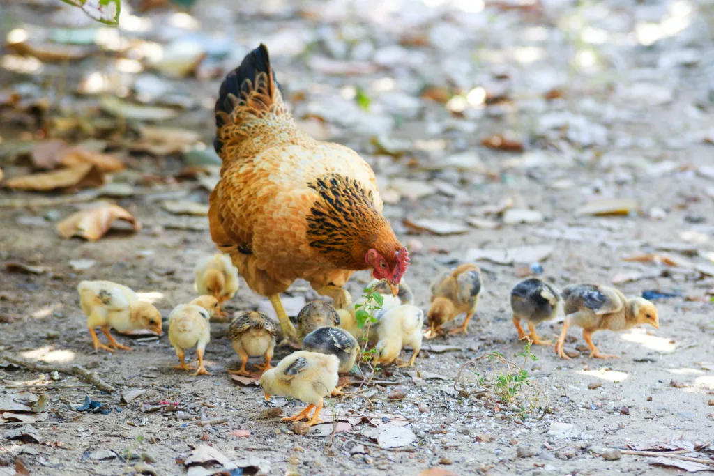 Discover quality chicks and expert advice for farming success in Meyerton.