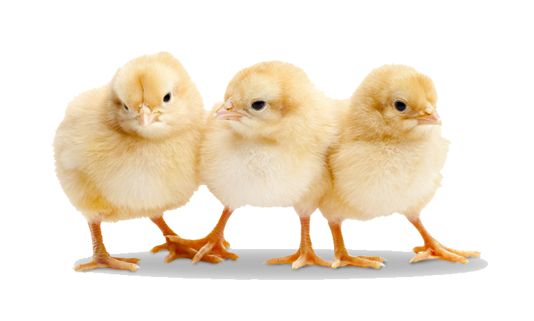 Discover quality chicks and expert advice for farming success in Meyerton.