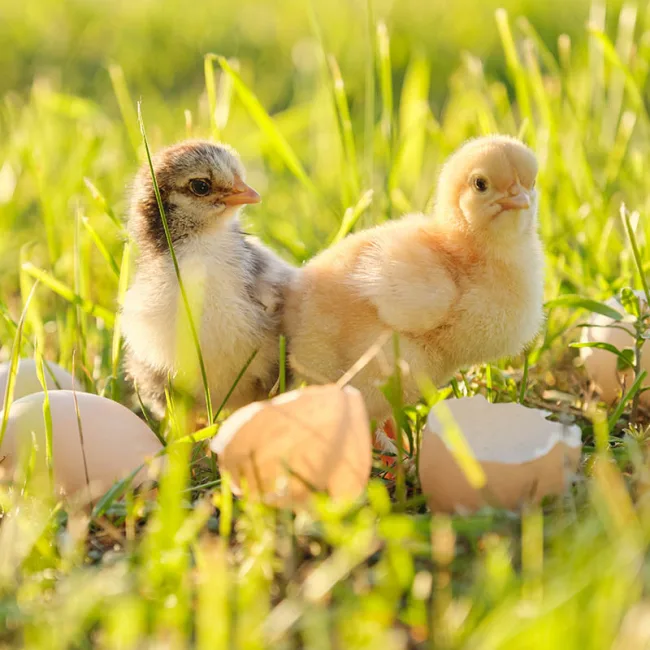 Premium quality chicks and expert farming solutions in Meyerton